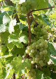 2021 Riesling "Schoppen" trocken - Weinhaus Friderichs - Vinumeum - Senheim Mosel 